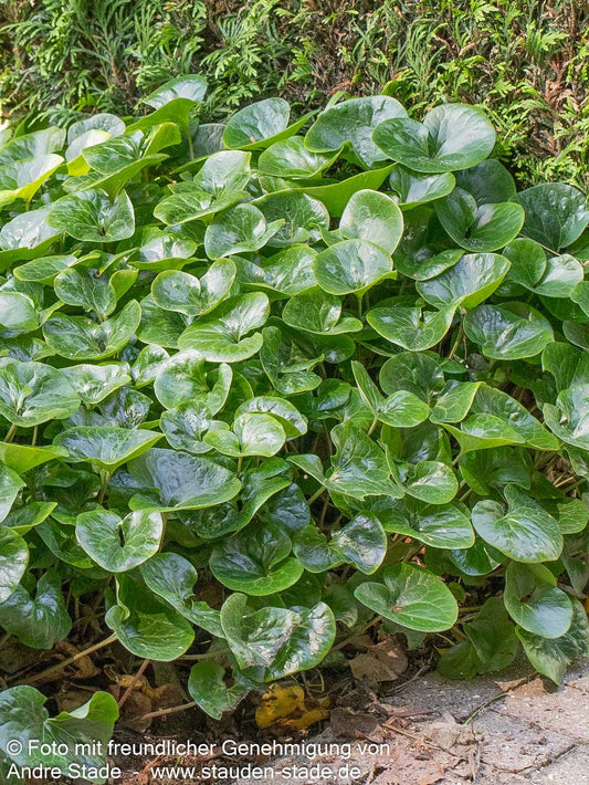 Gewöhnliche Haselwurz (Asarum europaeum)