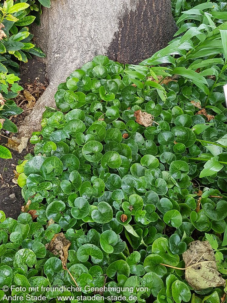 Gewöhnliche Haselwurz (Asarum europaeum)