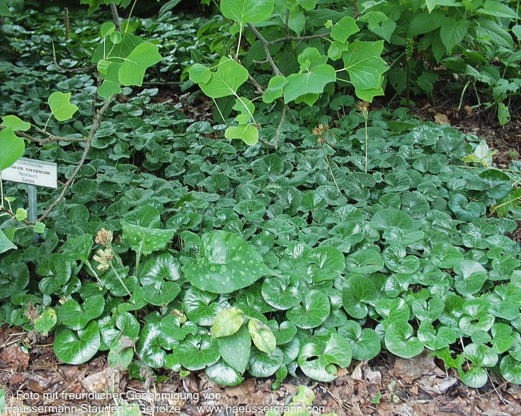 Gewöhnliche Haselwurz (Asarum europaeum)