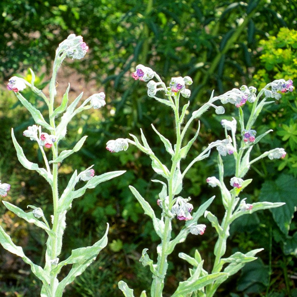 Gewöhnliche Hundszunge (Cynoglossum officinale)