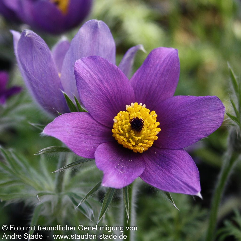 Gewöhnliche Kuhschelle (Pulsatilla vulgaris)