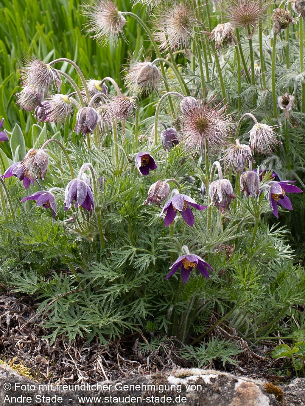 Gewöhnliche Kuhschelle (Pulsatilla vulgaris)