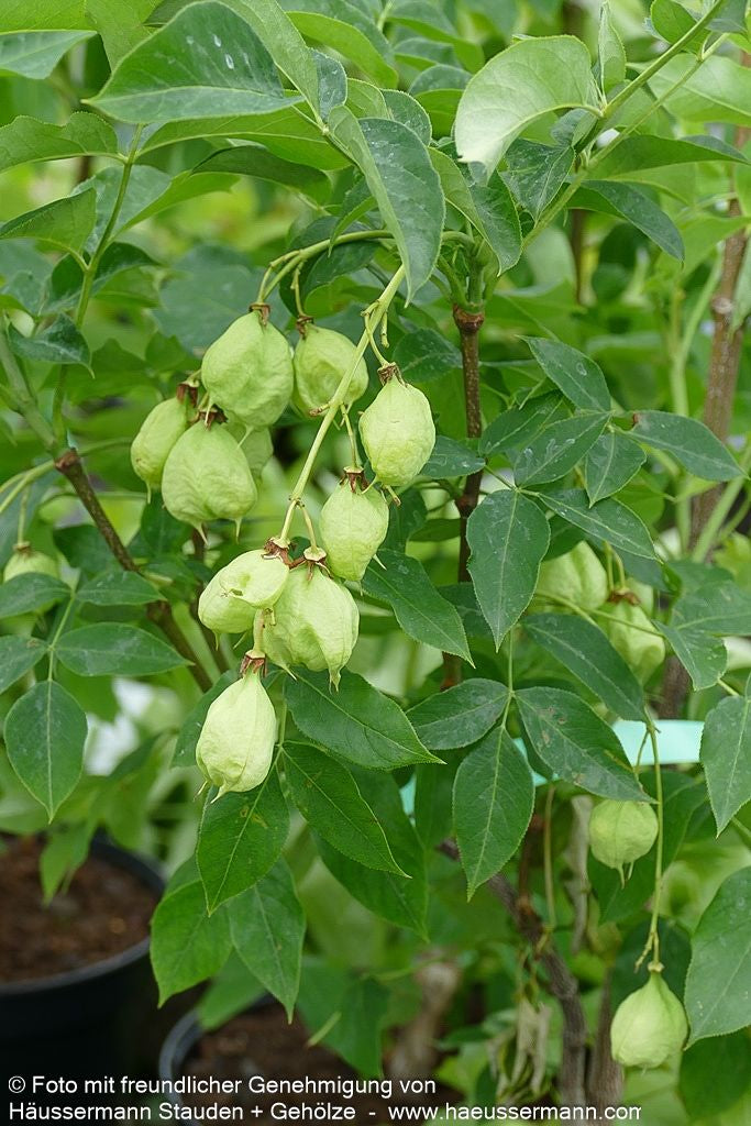 Gewöhnliche Pimpernuss (Staphylea pinnata)