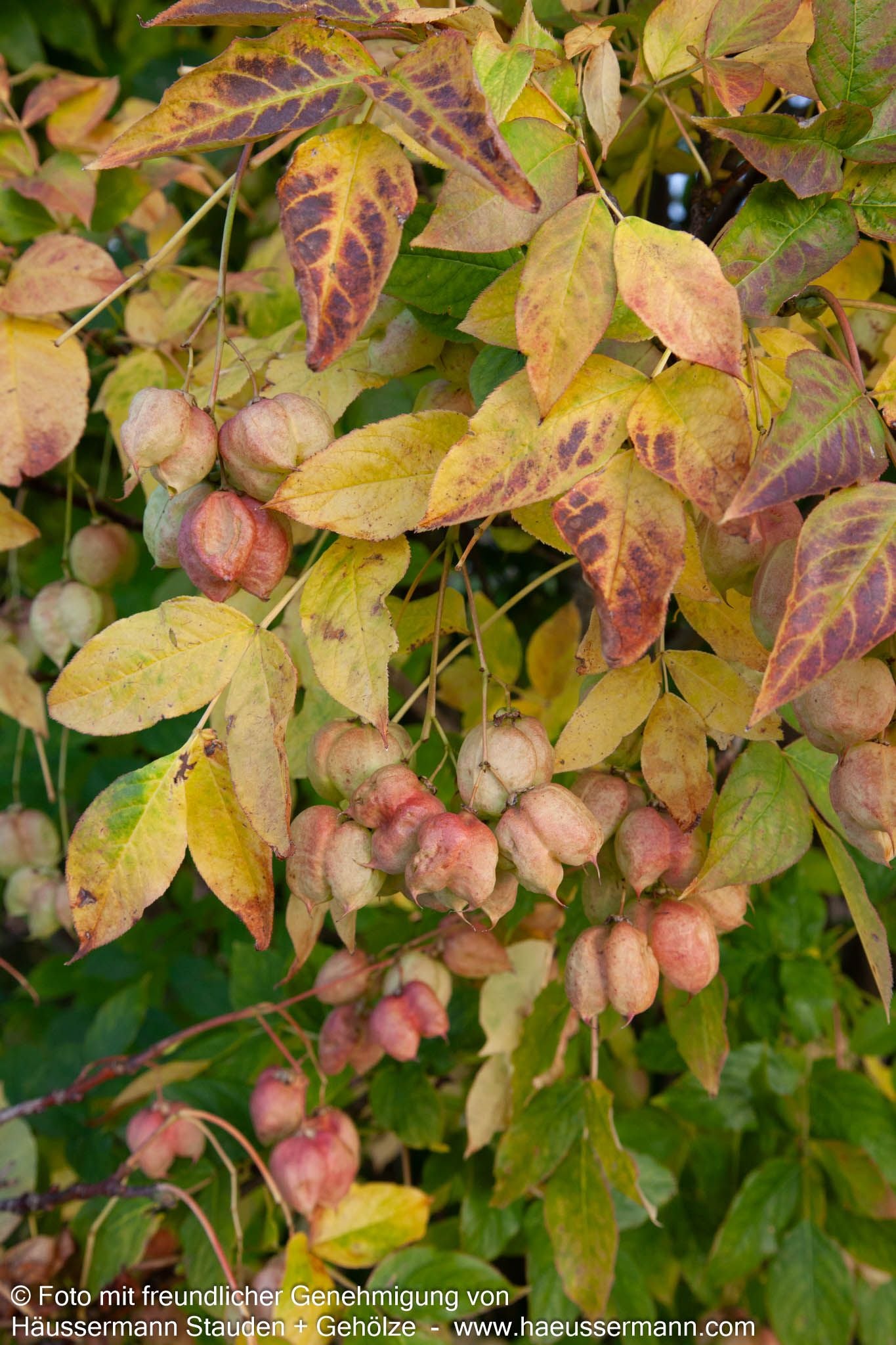 Gewöhnliche Pimpernuss (Staphylea pinnata)