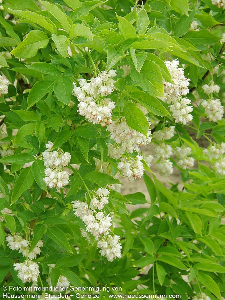 Gewöhnliche Pimpernuss (Staphylea pinnata)