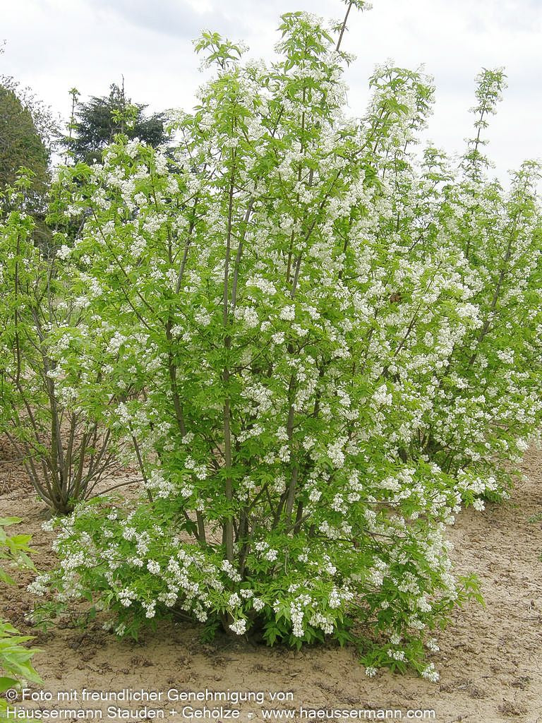 Gewöhnliche Pimpernuss (Staphylea pinnata)