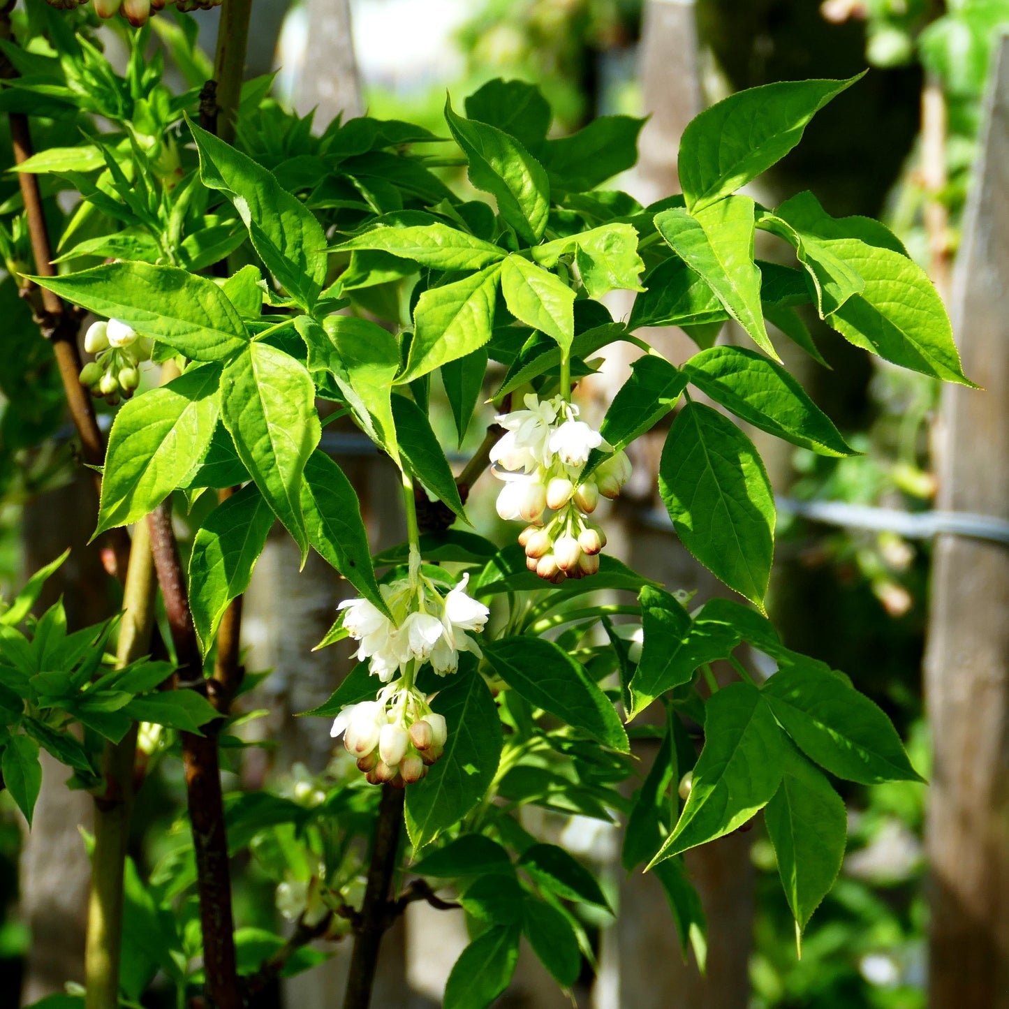 Gewöhnliche Pimpernuss (Staphylea pinnata)