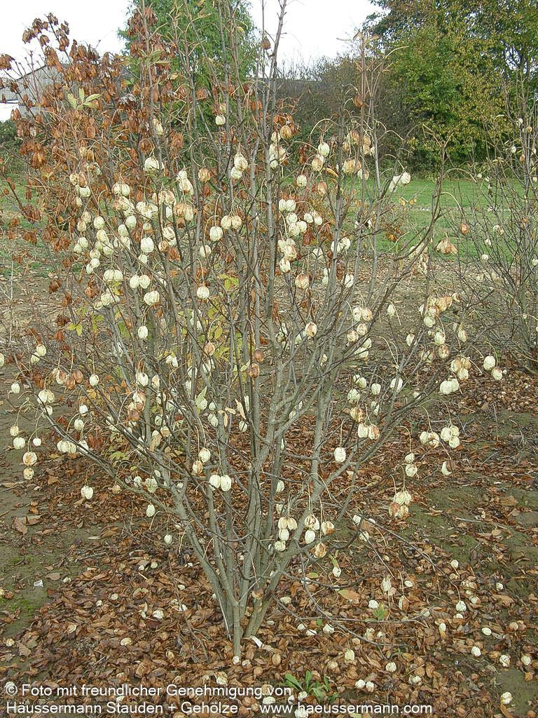 Gewöhnliche Pimpernuss (Staphylea pinnata)