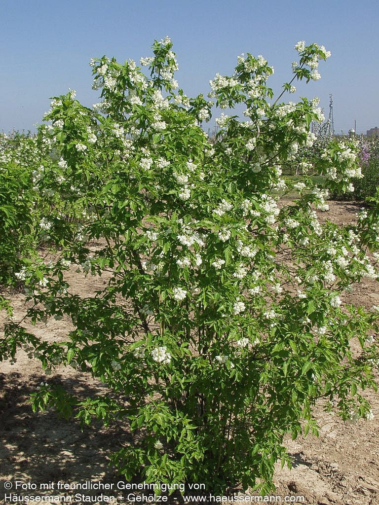 Gewöhnliche Pimpernuss (Staphylea pinnata)