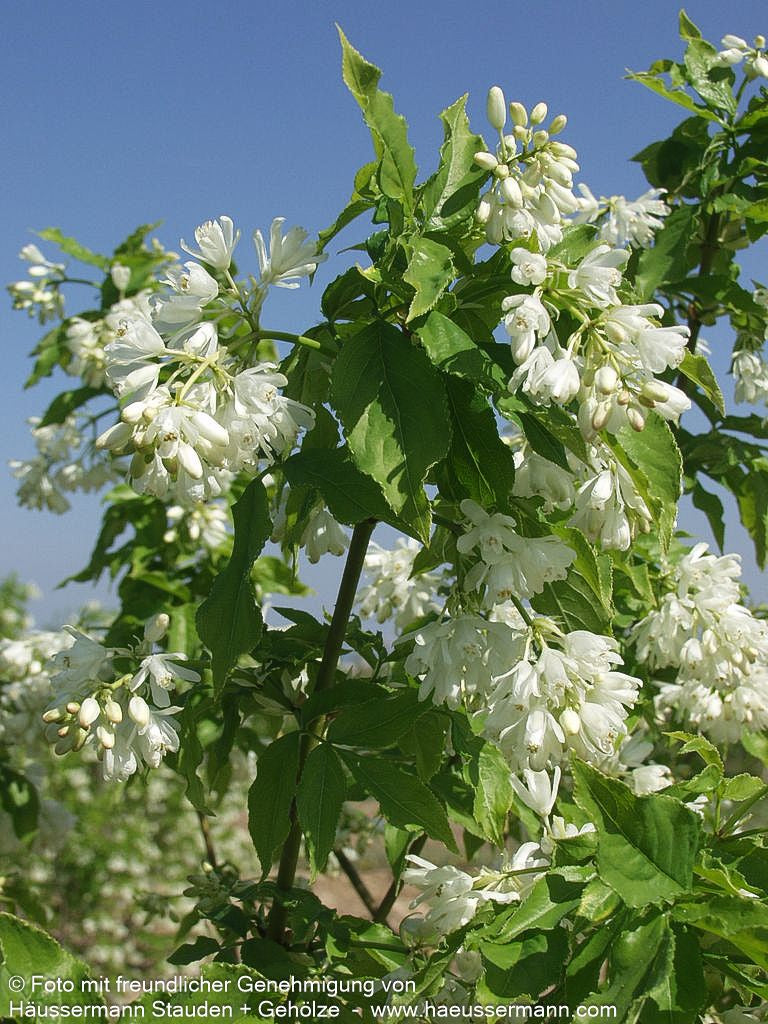 Gewöhnliche Pimpernuss (Staphylea pinnata)