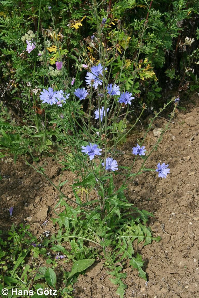 Gewöhnliche Wegwarte (Cichorium intybus)