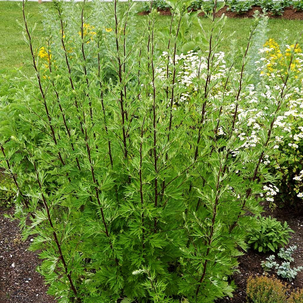 Gewöhnlicher Beifuß (Artemisia vulgaris)
