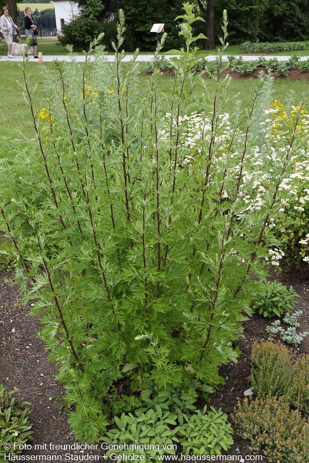 Gewöhnlicher Beifuß (Artemisia vulgaris)