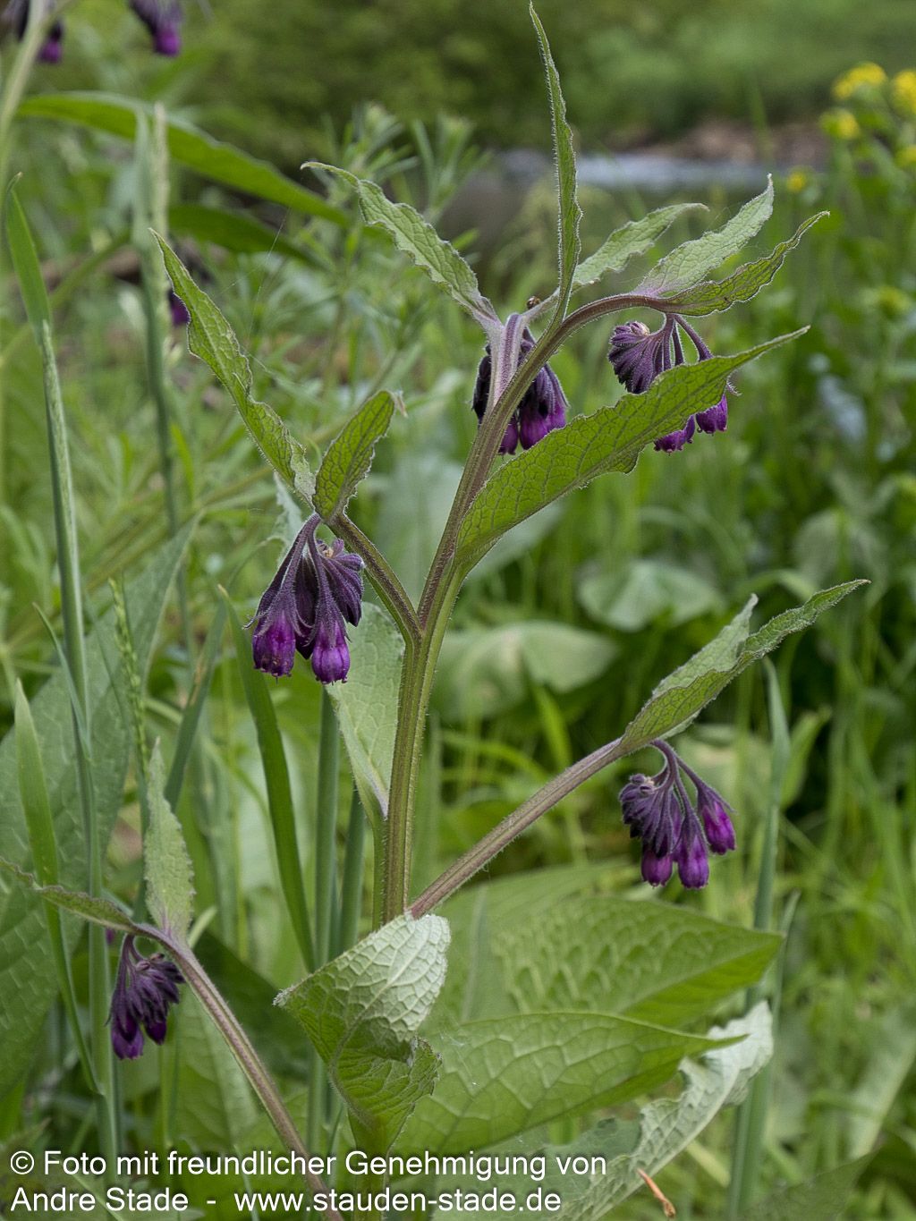 Gewöhnlicher Beinwell (Symphytum officinale)