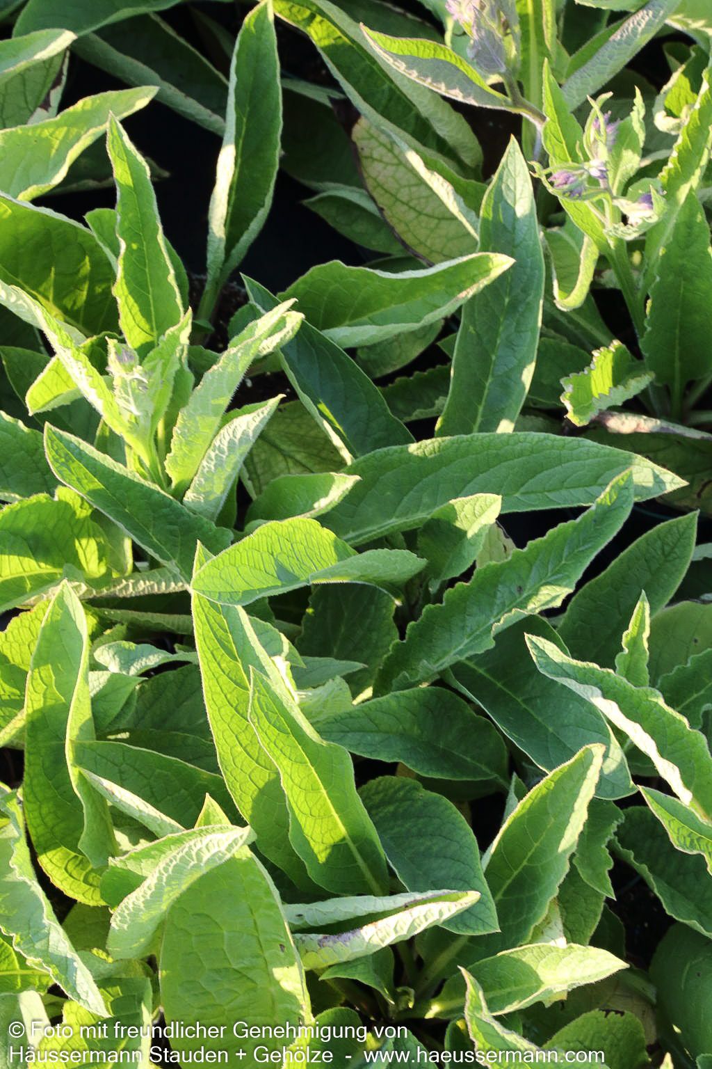 Gewöhnlicher Beinwell (Symphytum officinale)