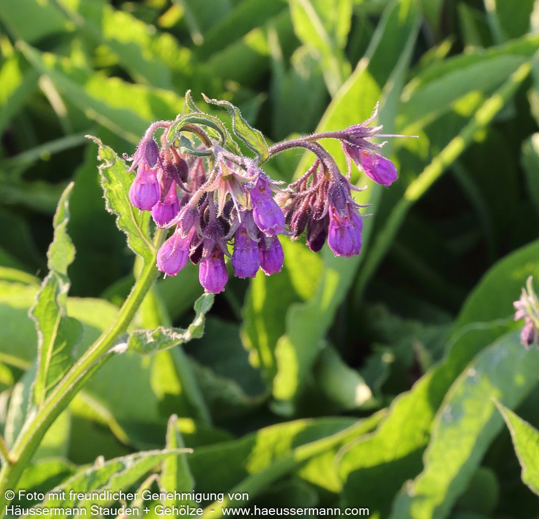 Gewöhnlicher Beinwell (Symphytum officinale)