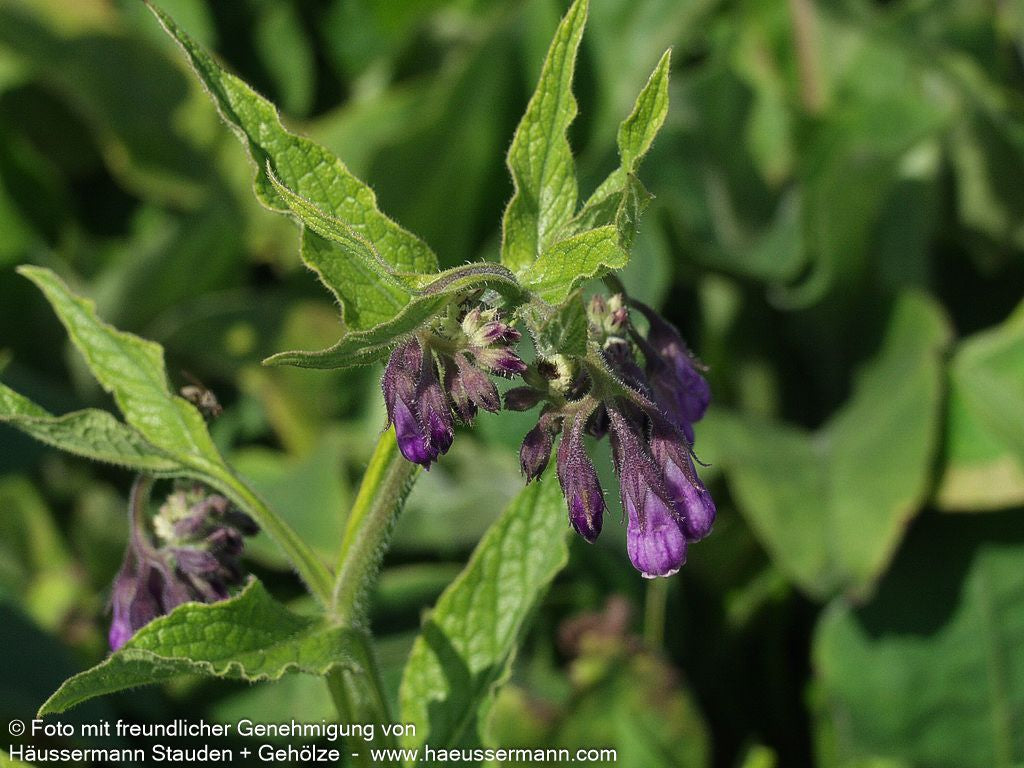 Gewöhnlicher Beinwell (Symphytum officinale)