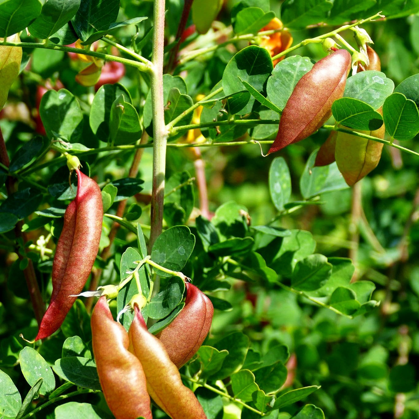 Gewöhnlicher Blasenstrauch (Colutea arborescens)