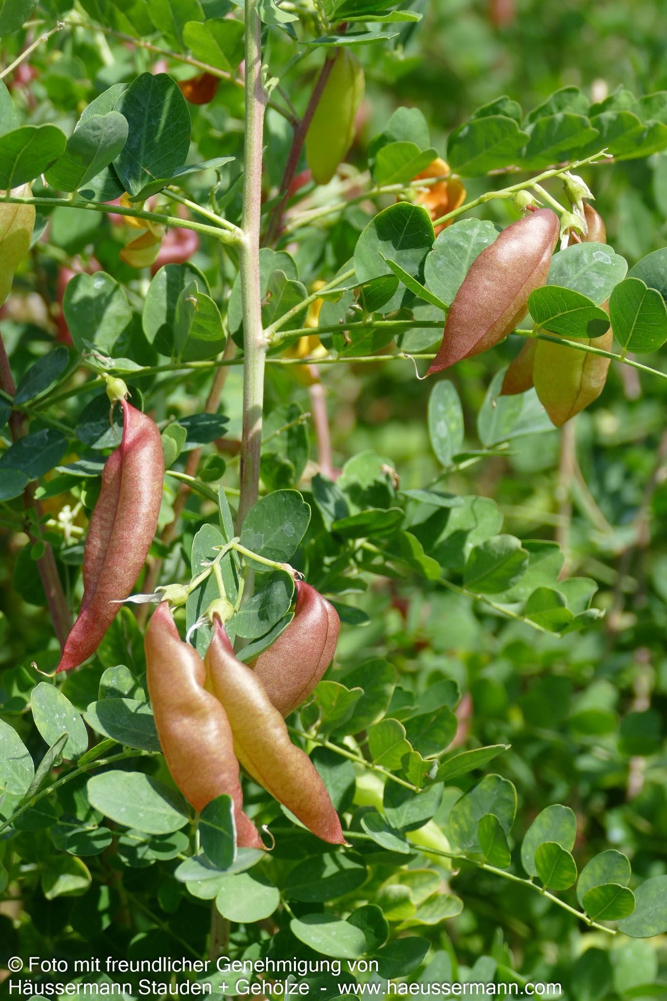 Gewöhnlicher Blasenstrauch (Colutea arborescens)