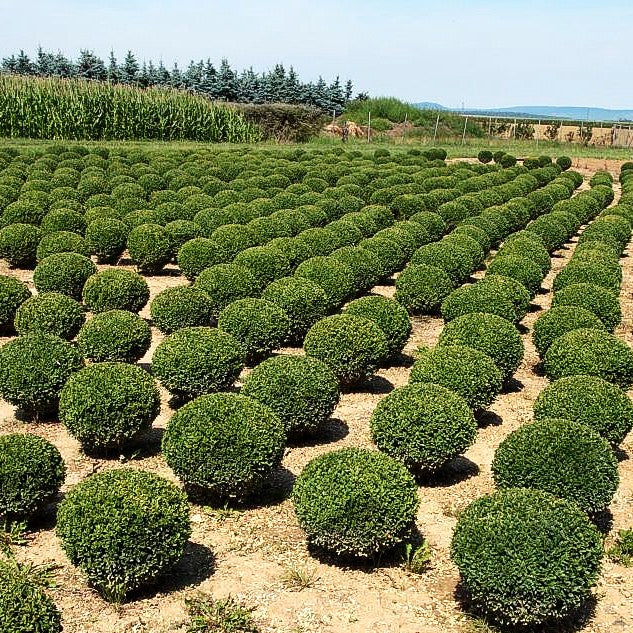 Gewöhnlicher Buchsbaum (Buxus sempervirens var.arborescens)