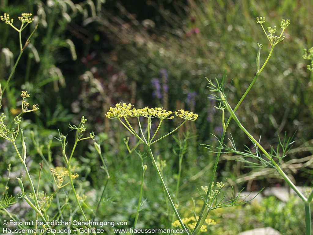 Gewöhnlicher Fenchel (Foeniculum vulgare)