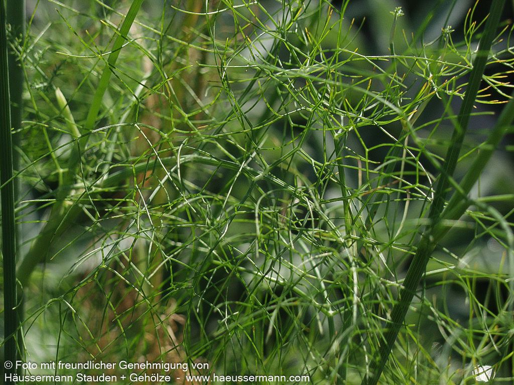 Gewöhnlicher Fenchel (Foeniculum vulgare)