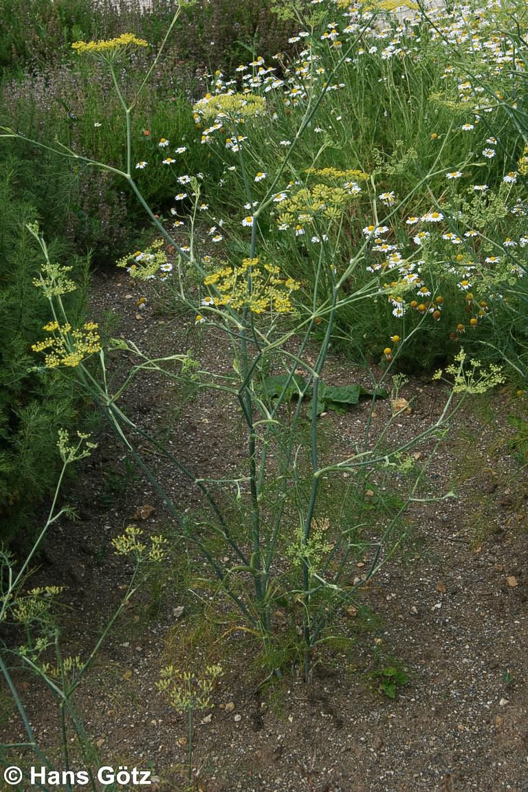 Gewöhnlicher Fenchel (Foeniculum vulgare)