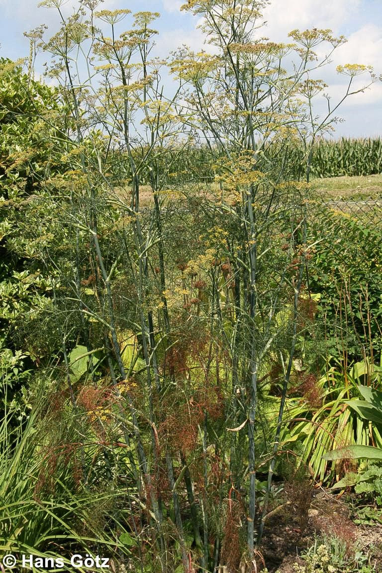 Gewöhnlicher Fenchel (Foeniculum vulgare)