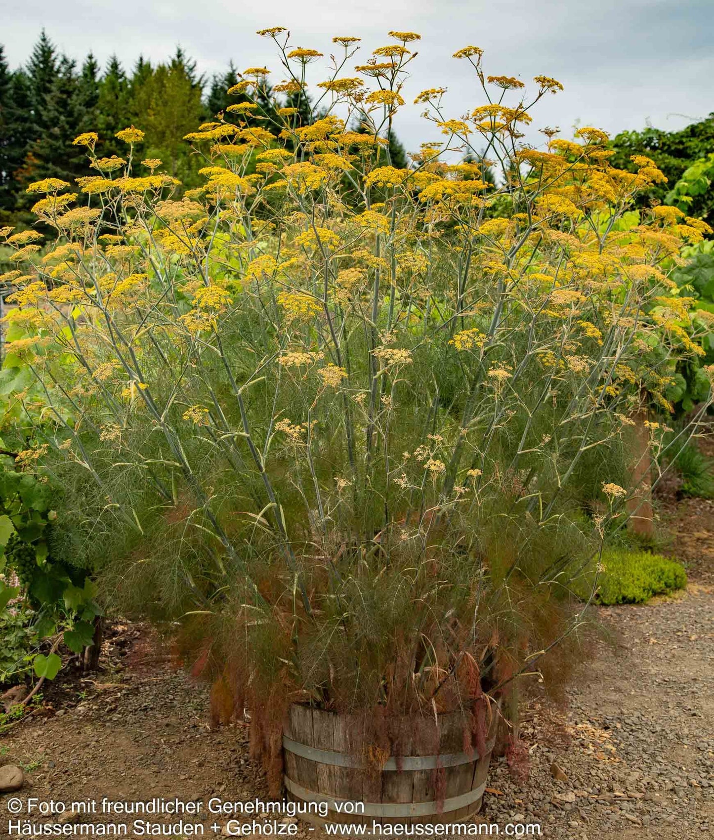Gewöhnlicher Fenchel (Foeniculum vulgare)
