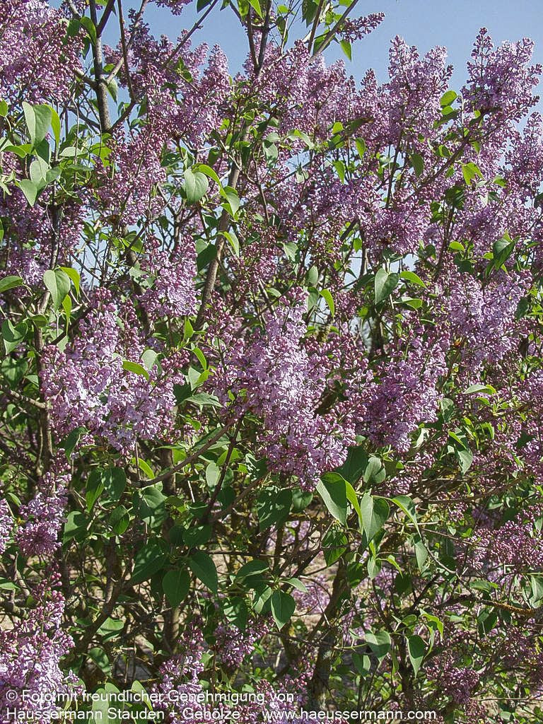 Gewöhnlicher Flieder (Syringa vulgaris)