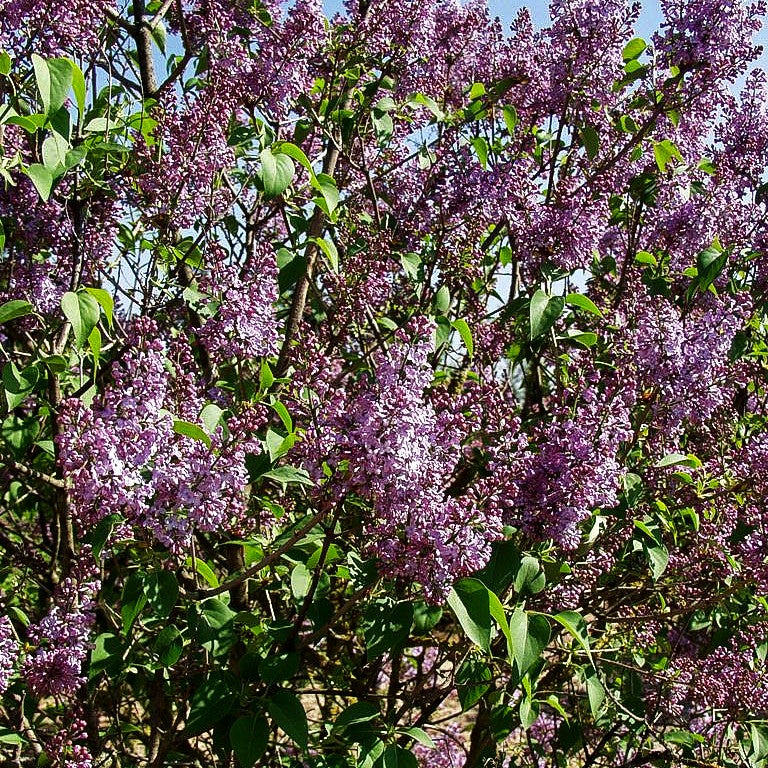 Gewöhnlicher Flieder (Syringa vulgaris)