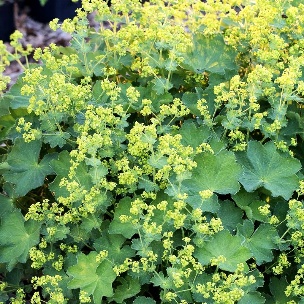 Gewöhnlicher Frauenmantel (Alchemilla xanthochlora)