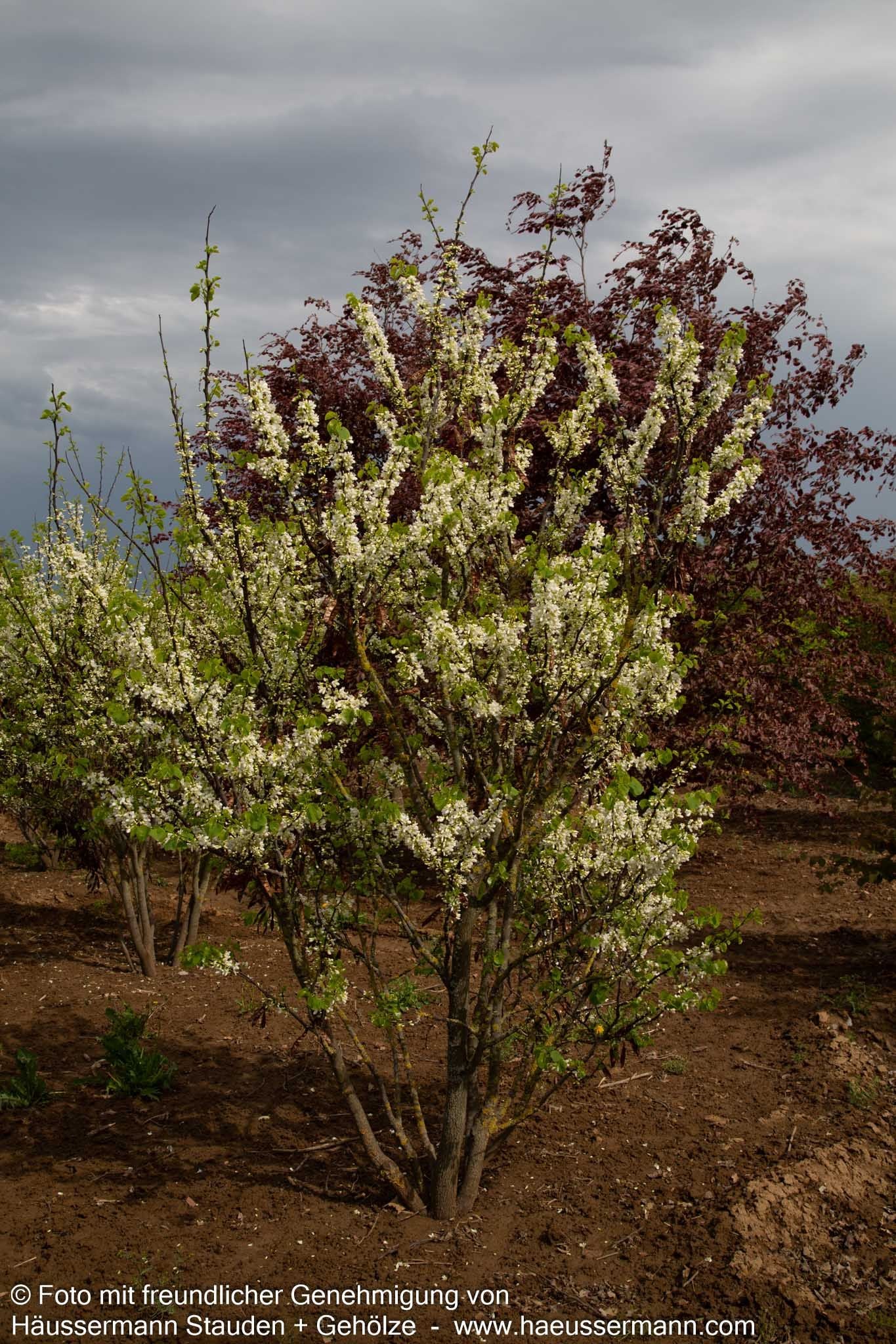 Gewöhnlicher Judasbaum 'Alba' (Cercis siliquastrum)