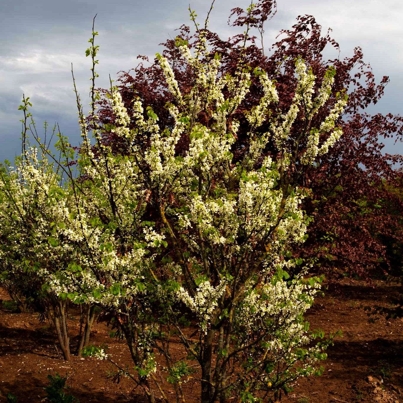 Gewöhnlicher Judasbaum 'Alba' (Cercis siliquastrum)