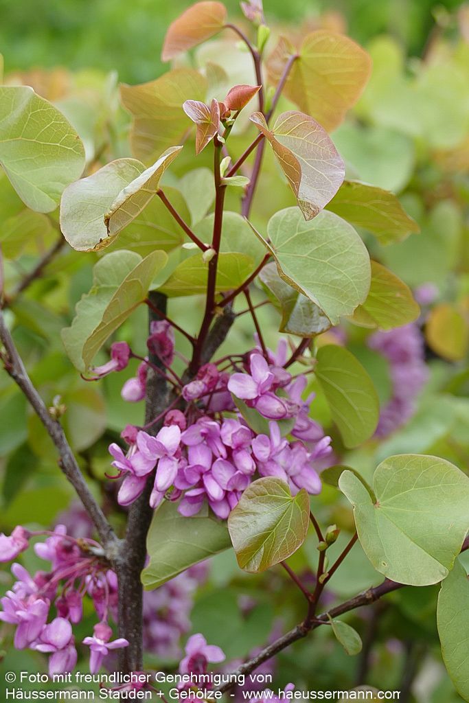 Gewöhnlicher Judasbaum (Cercis siliquastrum)