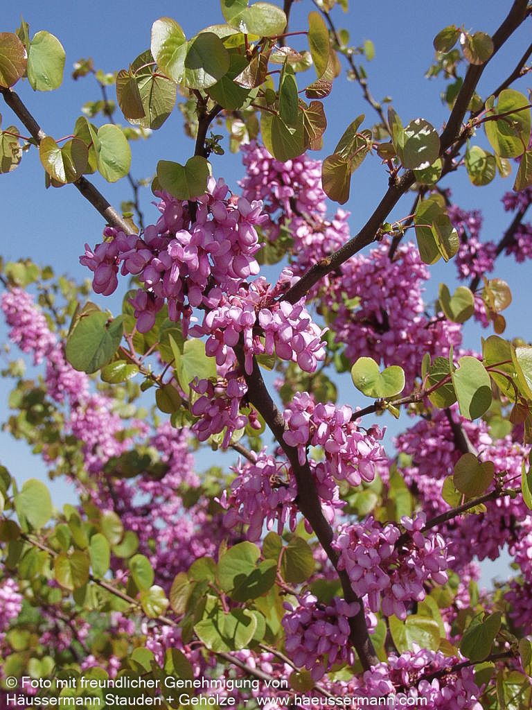 Gewöhnlicher Judasbaum (Cercis siliquastrum)