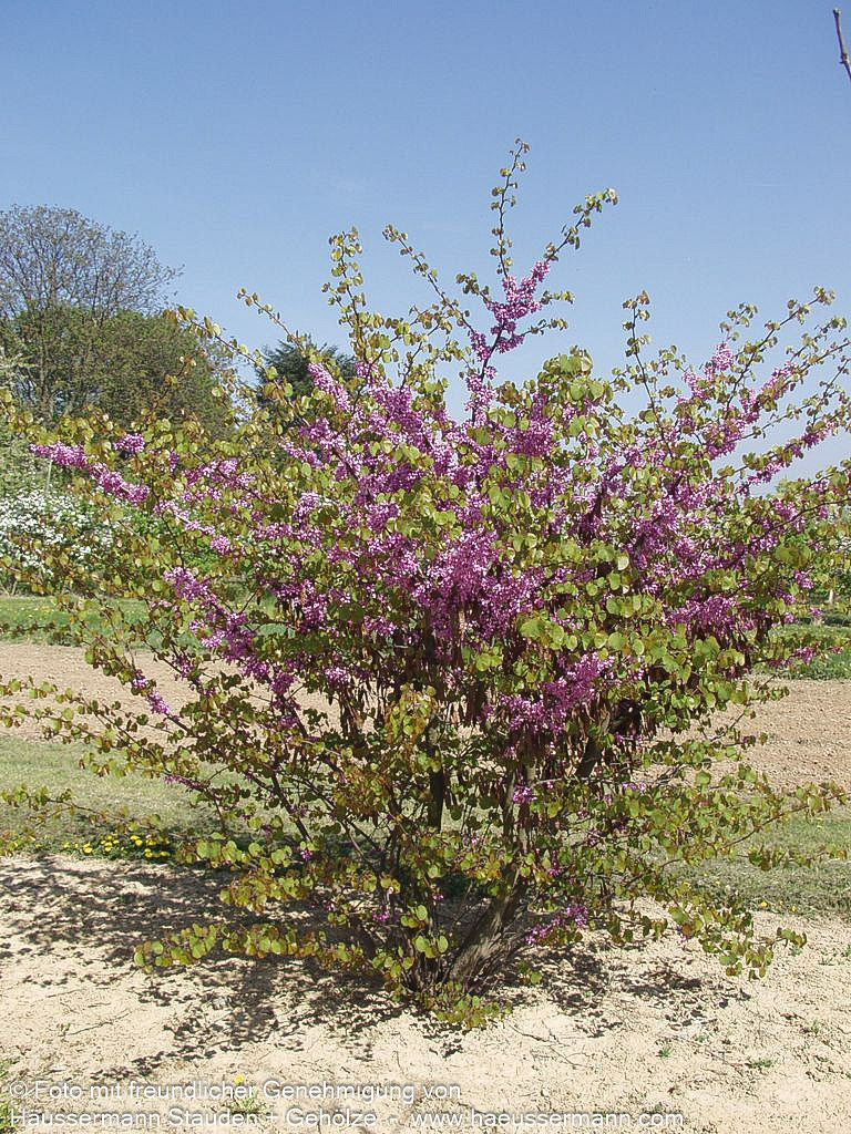 Gewöhnlicher Judasbaum (Cercis siliquastrum)