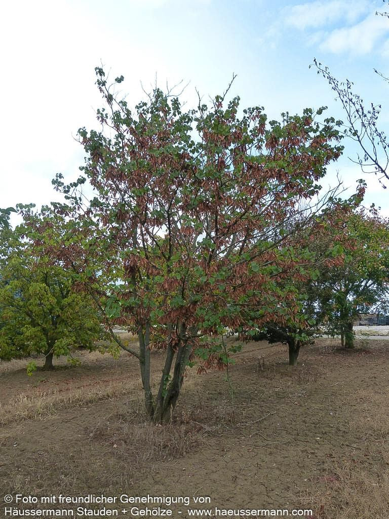 Gewöhnlicher Judasbaum (Cercis siliquastrum)