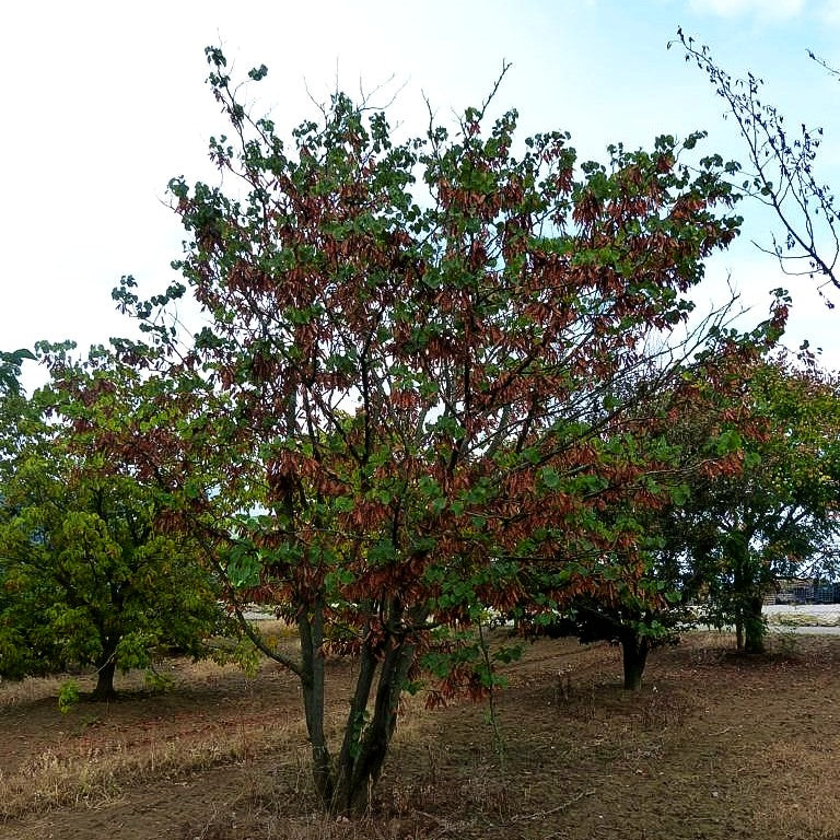 Gewöhnlicher Judasbaum (Cercis siliquastrum)