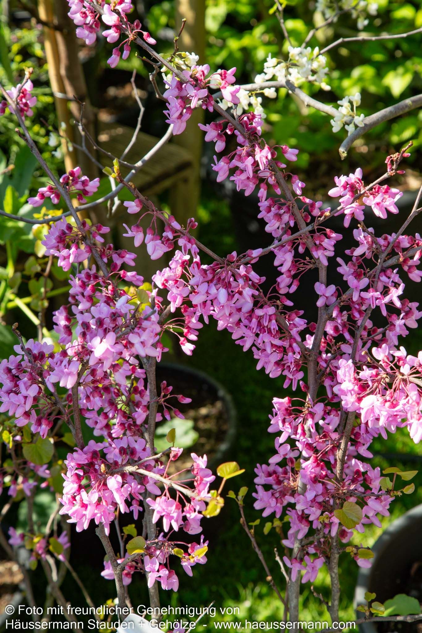 Gewöhnlicher Judasbaum (Cercis siliquastrum)