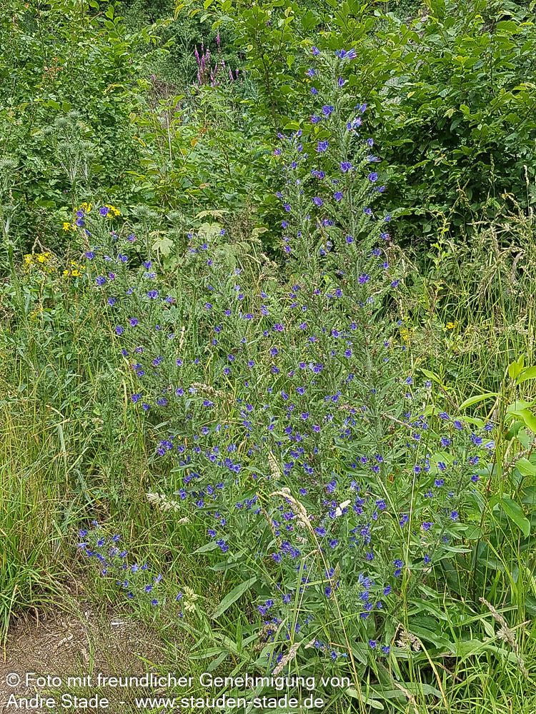 Gewöhnlicher Natternkopf (Echium vulgare)