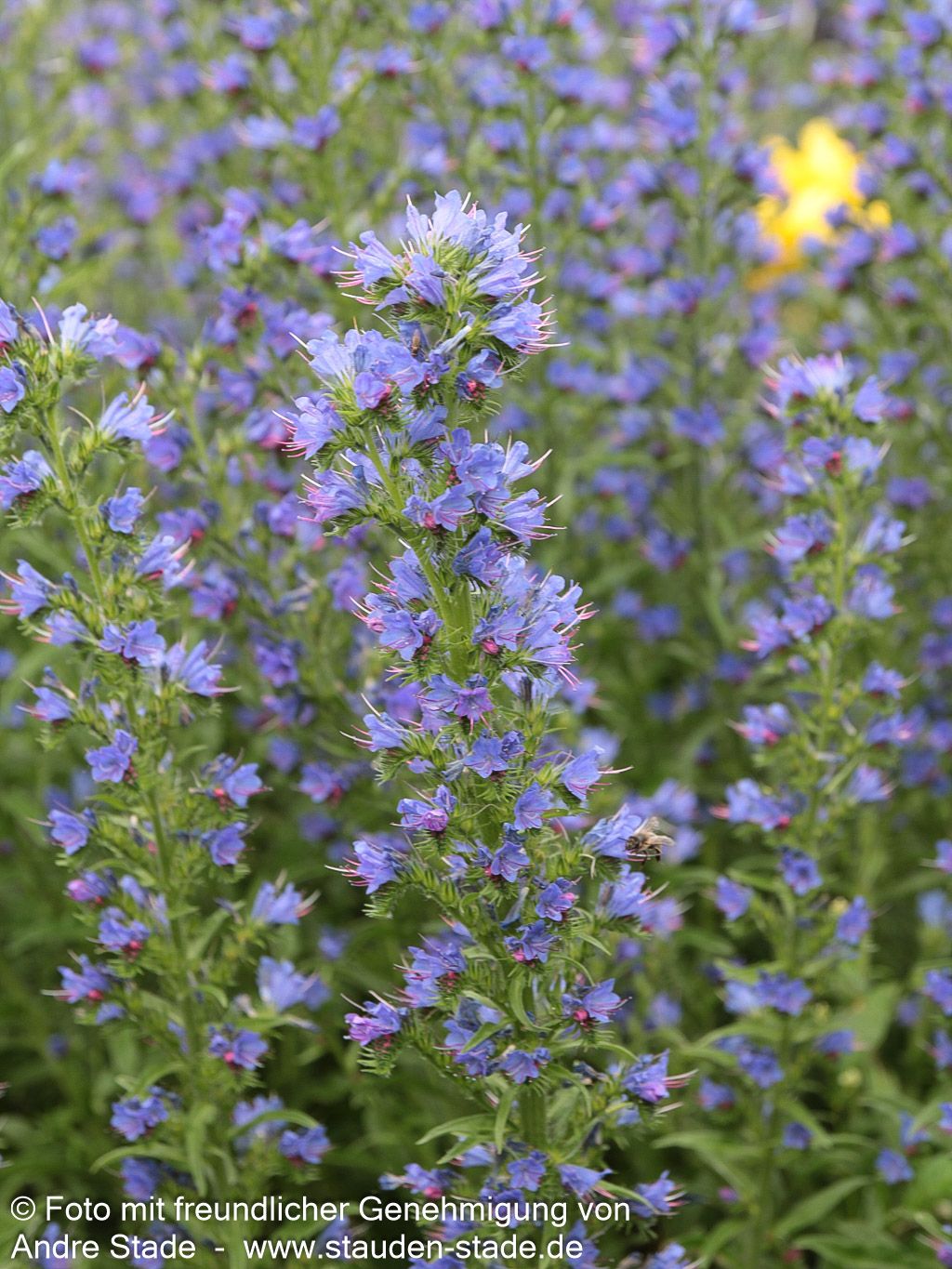 Gewöhnlicher Natternkopf (Echium vulgare)