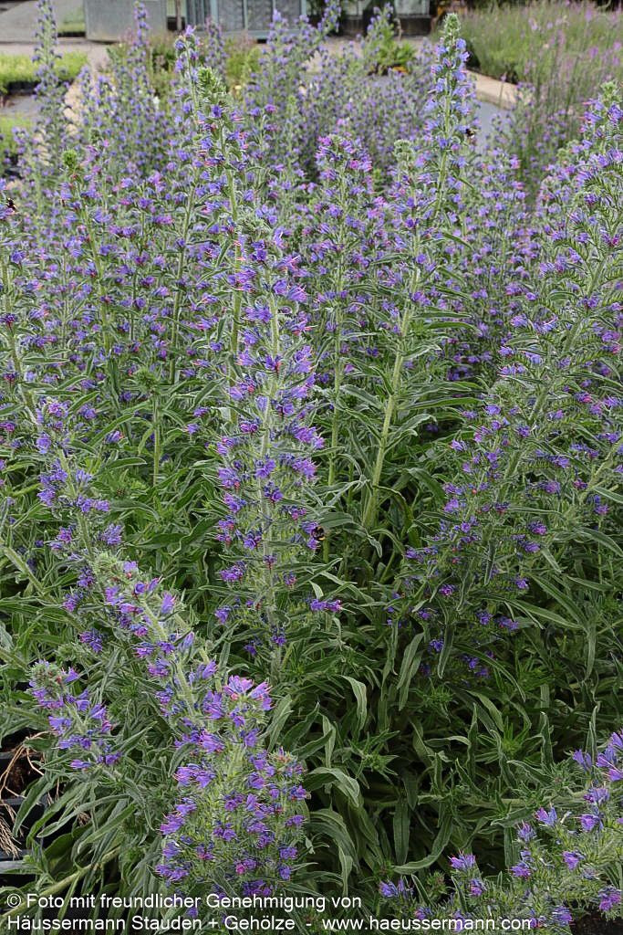 Gewöhnlicher Natternkopf (Echium vulgare)
