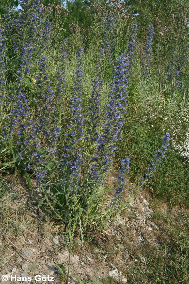 Gewöhnlicher Natternkopf (Echium vulgare)