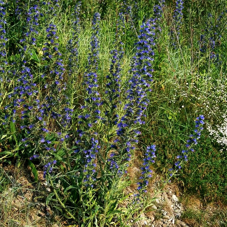 Gewöhnlicher Natternkopf (Echium vulgare)