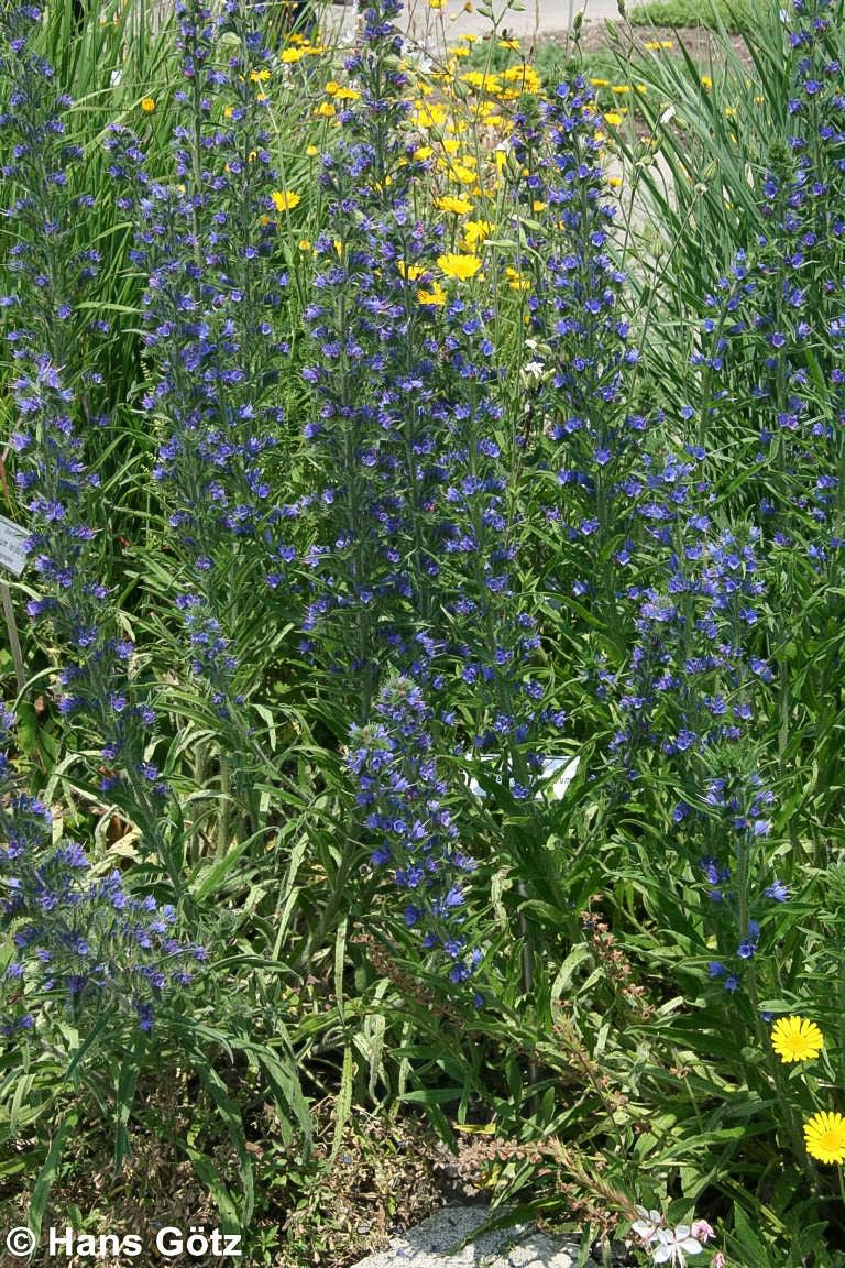Gewöhnlicher Natternkopf (Echium vulgare)