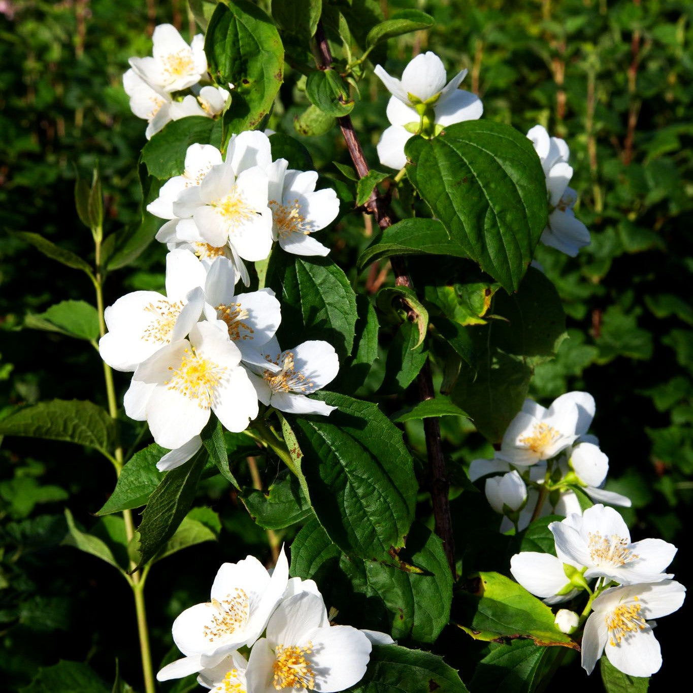 Gewöhnlicher Pfeifenstrauch (Philadelphus coronarius)
