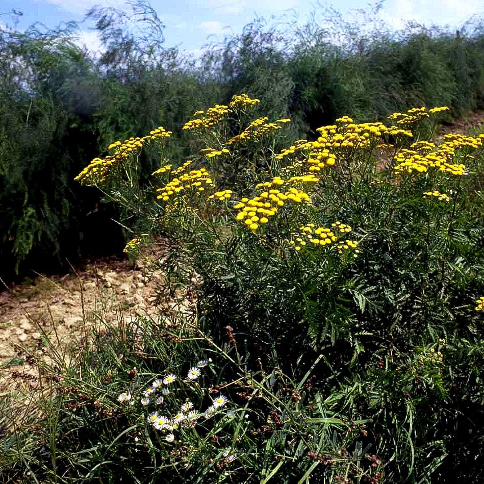 Gewöhnlicher Rainfarn (Tanacetum vulgare)