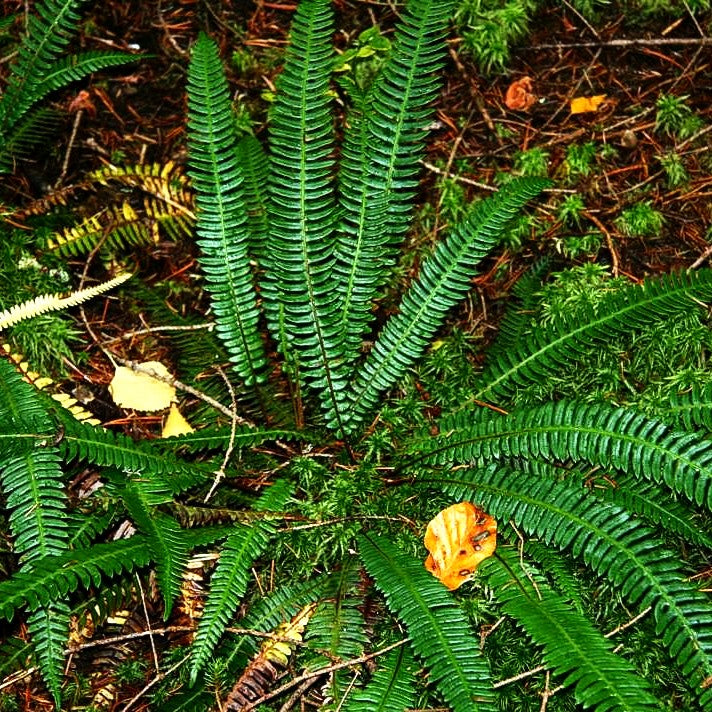 Gewöhnlicher Rippenfarn (Blechnum spicant)