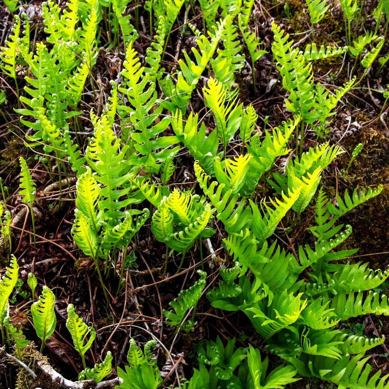 Gewöhnlicher Tüpfelfarn (Polypodium vulgare)